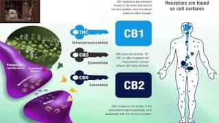 The Organic Chemistry of Marijuana (Purdue) 2017CHM262