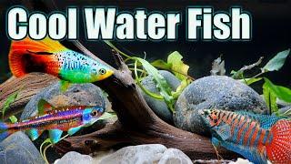 Don't Need a Heater for These Fish? Cool Water Fish for Your Aquarium