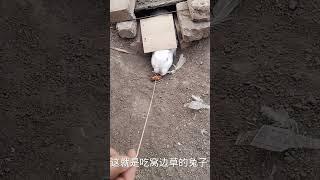 RABBIT, OMG Animals SOO Cute! AWW Cute baby animals, CUTEST moment of the Animal Planet 兔子 #701