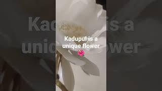 Kadupul is a unique flower #asmr #rare #flowers #kadupul #loop #satisfying #garden #srilanka