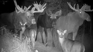 Upper Peninsula of Michigan Trail Camera Videos | Browning Recon Force Advantage