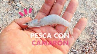 Cómo Pescar con CAMARÓN