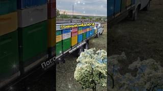А БУДЕТ ЛИ МАЙСКИЙ МЁД#пчеловодство #пчелиныйрой #майскиймед #мед #пчёлы #акация #кочёвая_пасека