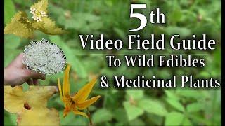 The 5th Video Field Guide to Wild Edibles and Medicinal Plants