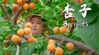 Apricots, the unique sweet and sour taste of summer 【滇西小哥】