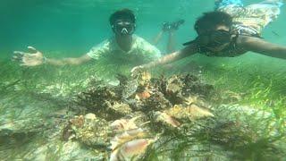 island ng spider shell  napakarami