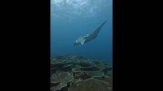 Have you ever drive with Manta-rays  #shortvideo #underwaterview