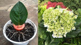 Effects of tomatoes with Hydrangea│Breeding Hydrangea