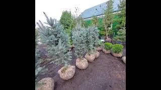 Ель колючая изели фастигиата