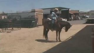 Reining Demo - Softening to the Bridle