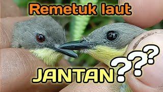 Cara Jitu Membedakan Jantan Dan Betina Burung Remetuk laut