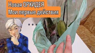 Новая ОРХИДЕЯ в доме. Что делать?