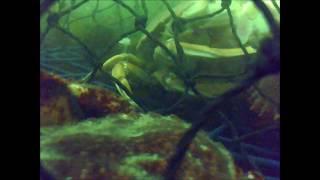 Crabbing underwater GoPro crab action pt5