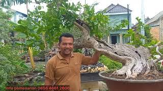 cek harga bonsai jumbo jumbo  0856-4661-2606  bersama pakdhe