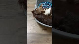 Тихий, спокойный вечер ️ #chihuaminidog