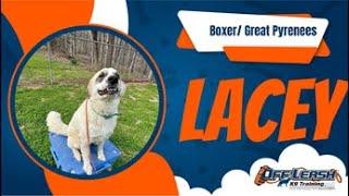 Sweet Boxer/Great Pyrenees builds confidence w/ 2 week BNT! OLK9 Training Clarksville/Nashville