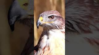 Incredible Eagle: The Mighty Beak Unleashed!  #BirdsofPrey #EaglePower #NatureShorts