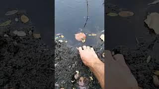 запускаю краснопёрку в дикое озеро, карась, fish, fishing