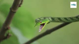 Green Vine Snake / Ahaetulla Nasuta | Wildreaction