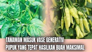 BONGKAR PUPUK KOCOR YANG TEPAT CABAI VASE GENERATIV!!AGAR BUAH LEBAT