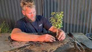 Beginner bonsai, making a Bunnings/Walmart bonsai, Aussie Bonsai Bloke