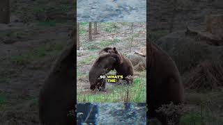 Grizzly Encounter: Fight or Flight?  #grizzlybear #wildlife #nature