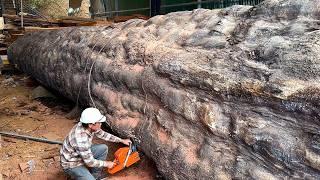 Wood Cutting Skills//Processing Giant Ancient Tree In Extremely Dangerous Factory,4500 Year Old Tree