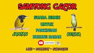 SUARA PANCINGAN SAMYONG GACOR UNTUK BURUNG SAMYONG BAHAN