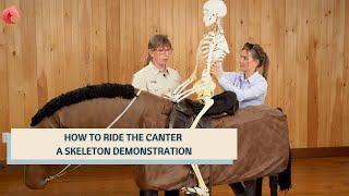 How to Ride the Canter - Skeleton Demonstration!