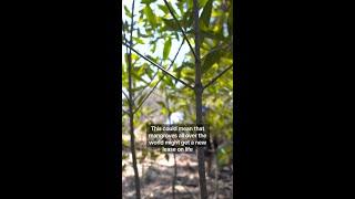 New technique tees up mangrove rebound in Costa Rica