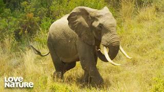 Why Elephants Are Being Illegally Poached | Kenya Wildlife Diaries 102