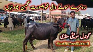 2nd Timer Beautiful Buffaloes Prices On Gondal Maweshi Mandi || My Life Channel