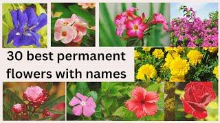 30 best permanent flowering plants with names/साल भर फुल देने वाले पौधे 🪴