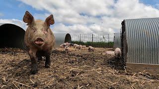 Boor Family Farm | Iowa Life