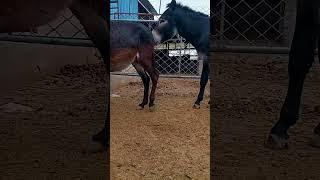 Funniest Donkey Ever Donkey Training the fun way 1338
