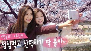 벚꽃 축제ㅣ2019 청주 무심천 벚꽃_ Cherry blossom festival_Cheong-ju