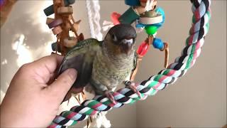 Green Cheek Conure babies -- Kora, 9, 10, 5 and 14