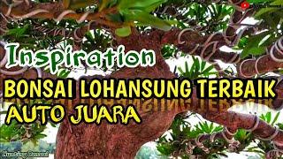 Bonsai Lohansung Terbaik dan Juara