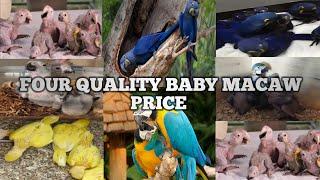 Top 4 quality baby macaw and parrot price in India 2021-2022