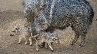 iCare: Saving the Chacoan Peccary