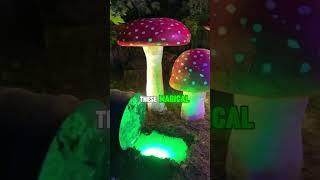 GLOWING SHROOMS! #shorts #facts #information #infohub #mushroom #glow #bioluminescence