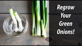 Regrow Green Onions From Green Onions In Water (2019)