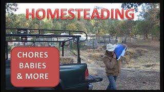 HOMESTEADING - CHORES, BABIES & MORE