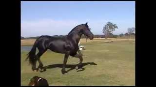 Friesian Stallion "TJ"