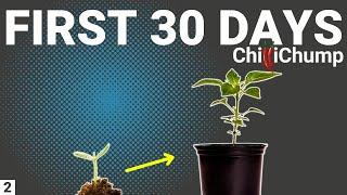 First 30 Days of Growing Chilli Peppers - Episode 2