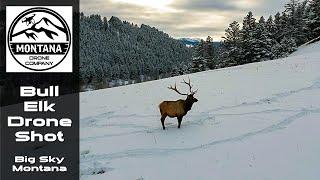 Montana Six Point Bull Elk Drone Video | Big Sky Montana | DJI Spark Footage