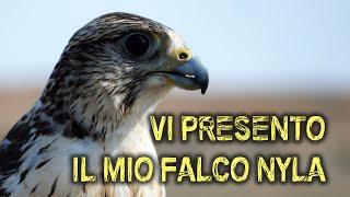 Vi presento NYLA | Un FALCO incredibile