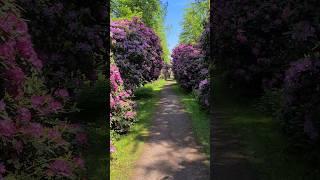 Rhododendron Allee Schloss Hagenburg am Steinhuder Meer