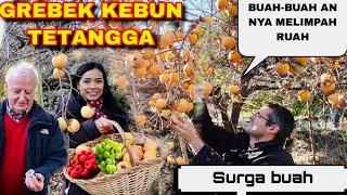 PANEN BUAH-BUAHAN DI RUMAH SAUDARA MELIMPAH RUAH 