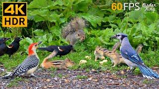 Cat TV for Cats to Watch  Nonstop Chipmunks, Birds, Squirrels  8 Hours 4K HDR 60FPS